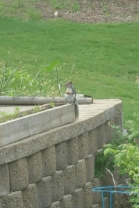 Screen Shot 2015-05-09 at 12.48.21 PM